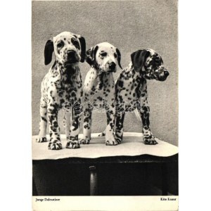 Dalmatian puppies