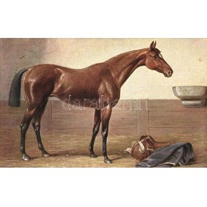 English Vollblut / Thoroughbred Horse s: Carl Reichert