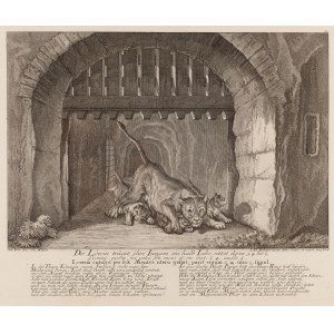 Johann Elias Ridinger (1698 - 1767 ), Die Löwin träget ihre Jungen, 1736