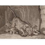 Johann Elias Ridinger (1698 - 1767 ), The Lioness carries her cubs (Die Löwin träget ihre Jungen), 1736