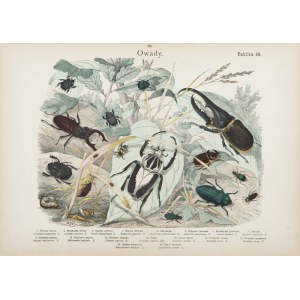 Marian Bąkowski, Marian Łomnicki, Insects, plate 46