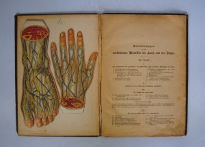 Zerlegbare Modelle zu Dr F König`s Ratgeber - Anatomical Models for Unfolding.