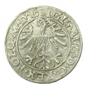 Zygmunt II August, Półgrosz 1563, Wilno - L/LITVA (650)