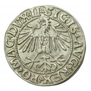 Zygmunt II August, Półgrosz 1549, Wilno - LI/LITVA (654)