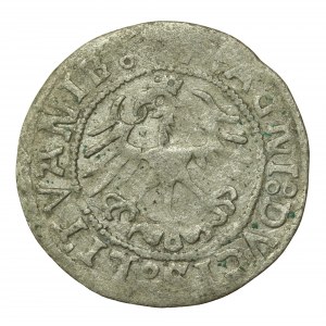 Zygmunt I Stary, półgrosz 1521, Wilno - dwukropek, dwukropek (886)