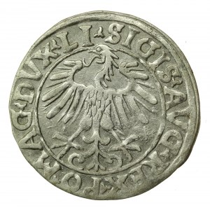 Zygmunt II August, Półgrosz 1556 Wilno, LI / LITV (596)