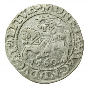 Zygmunt II August, Półgrosz 1560 Wilno, L / LITVA - rozeta. Rzadki (597)
