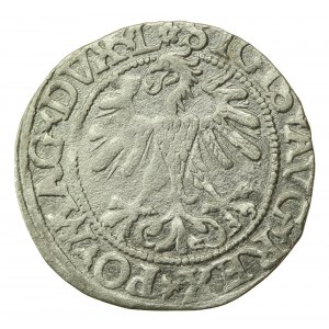 Zygmunt II August, Półgrosz 1560 Wilno, L / LITVA - rozeta. Rzadki (597)