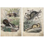 BOOK OF THE WORLD 1853-1854