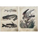 BOOK OF THE WORLD 1853-1854