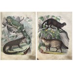 BOOK OF THE WORLD 1853-1854