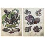 BOOK OF THE WORLD 1853-1854
