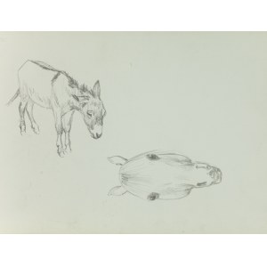 Ludwik MACIĄG (1920-2007), Skizze eines Esels und des Kopfes eines Pferdes