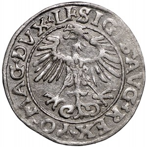Zygmunt II August, Półgrosz 1555 Wilno - LI/LITVA