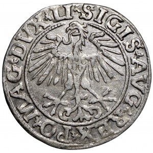 Zygmunt II August, Półgrosz 1551 Wilno - LI/LITVA
