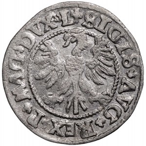 Zygmunt II August, Półgrosz 1546 Wilno - L/LITV