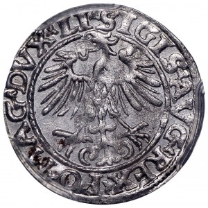 Zygmunt II August, Półgrosz 1553 Wilno - LI/LITVA rzadki