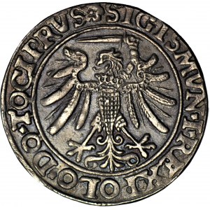 Zygmunt I Stary, Szóstak Elbląg 1536, stara KOPIA