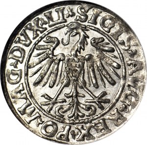 Sigismund II. Augustus, halber Pfennig 1547, Vilnius, grobes Datum, Prägung