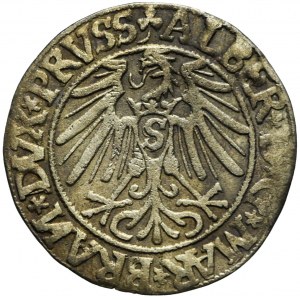 Lenne Prusy Książęce, Albrecht Hohenzollern, Grosz 1544, Królewiec