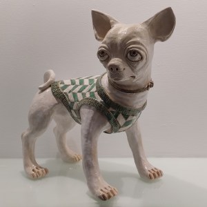 STUDIO IDA - chihuahua