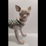 STUDIO IDA - chihuahua