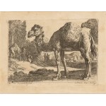 Herman van Swanevelt ( 1603-1655 ), Two camels