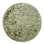 Sigismund II Augustus, Half-penny 1549, Vilnius - LI/LITVA (603)
