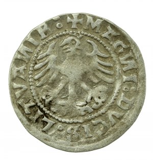 Sigismund I. der Alte, halber Pfennig 1520, Vilnius, SIGISMVANDI - umgekehrtes N (604)