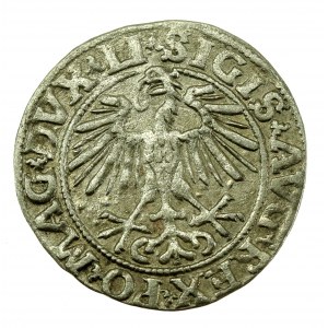 Zygmunt II August, Półgrosz 1551, Wilno - LI/LITVA. Rzadsze (607)
