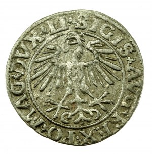 Sigismund II Augustus, Half-penny 1551, Vilnius - LI/LITVA. Rarer (607)