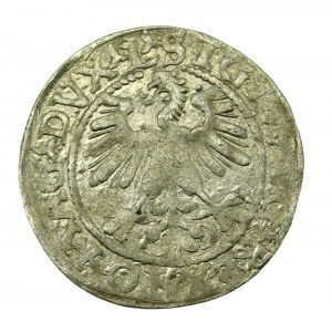 Sigismund II. Augustus, Halbpfennig 1560, Wilna - L/LITV (608)