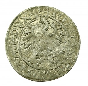 Sigismund II. Augustus, Halbpfennig 1560, Wilna - L/LITV (608)