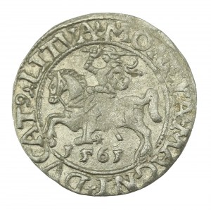 Zygmunt II August, Półgrosz 1561, Wilno - L/LITVA (620)