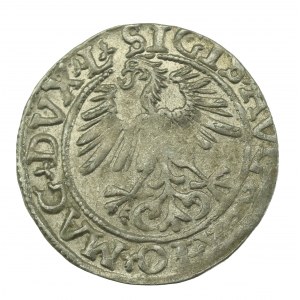 Zygmunt II August, Półgrosz 1561, Wilno - L/LITVA (620)