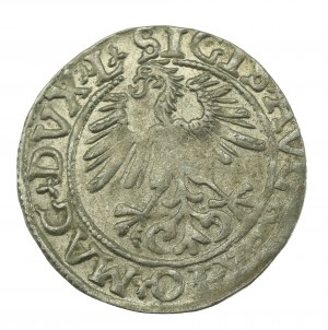 Sigismund II Augustus, Half-penny 1561, Vilnius - L/LITVA (620)