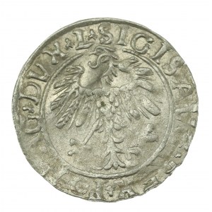 Zygmunt II August, Półgrosz 1558, Wilno - L/LITV (622)