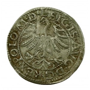 Sigismund II Augustus, Half-penny 1565, Vilnius - L/LITV (628)