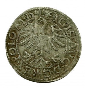 Sigismund II Augustus, Half-penny 1565, Vilnius - L/LITV (628)