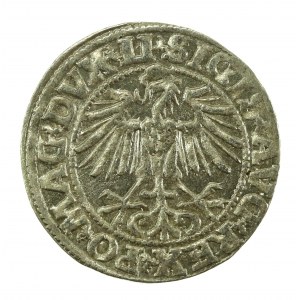 Sigismond II Auguste, demi-penny 1549, Vilnius - LI/LITVA (629)