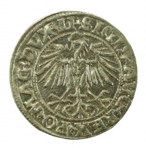 Sigismund II Augustus, Half-penny 1549, Vilnius - LI/LITVA (629)