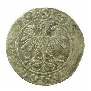 Sigismund II Augustus, Half-penny 1560, Vilnius - L/LITV (633)