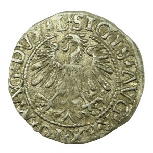 Sigismund II Augustus, Half-penny 1559, Vilnius - L/LITV (637)