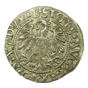 Žigmund II August, polgroš 1559, Vilnius - L/LITV (637)