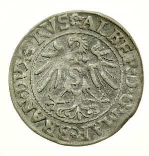 Kniežacie Prusko, Albrecht Hohenzollern, Grosz 1535, Königsberg (703)