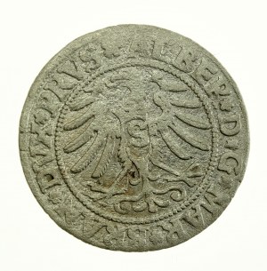 Prusy Książęce, Albrecht Hohenzollern, grosz 1531, Królewiec - PRVS (707)