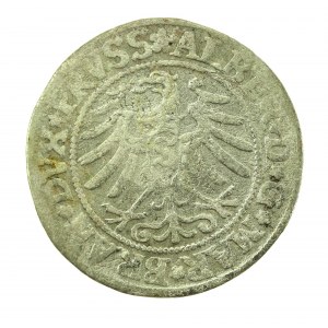Ducal Prussia, Albrecht Hohenzollern, 1531 penny, Königsberg - PRVSS (715)
