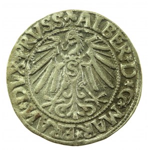 Herzogliches Preußen, Albrecht Hohenzollern, Pfennig 1545, Königsberg - umgekehrtes N (718)
