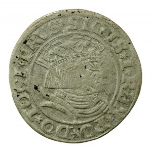Sigismund I the Old, 1531 penny, Torun - PRVS/PRVSS (739)