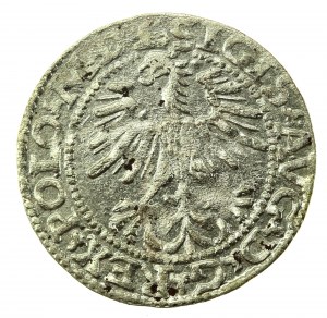 Sigismund II Augustus, Halbpfennig 1564, Wilna - L/LITVA (767)